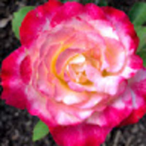 Meet your Posher, Summer